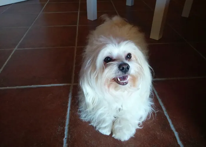 Apartma Suzy Apartmán *